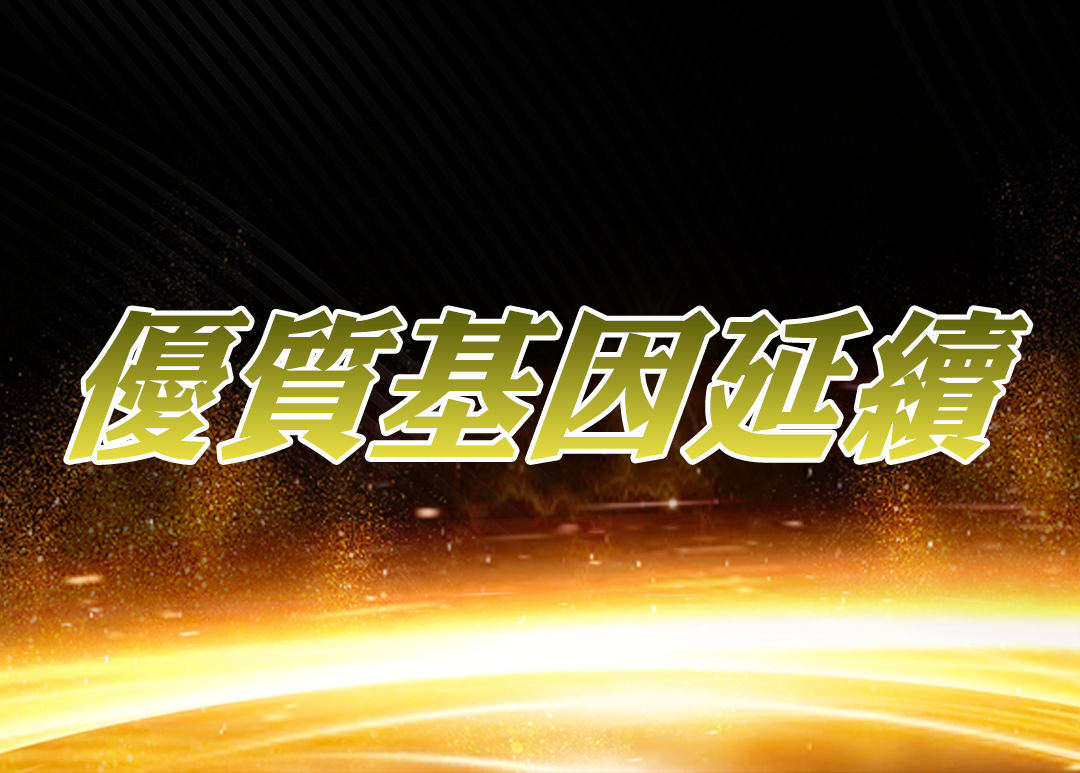 2021年北京開創者東部賽區四關綜合冠軍鴿血統介紹